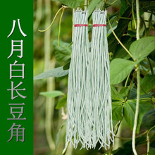 °׶/N/N LחlӼܶļ߲˷N