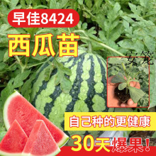 西瓜苗麒麟嫁接苗懒汉无籽西瓜秧四季南方阳台种植盆栽蔬菜苗