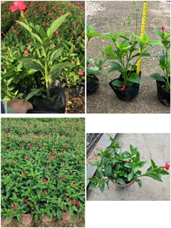 工程公路绿化苗木袋苗红芦莉大花芦莉袋苗有红花树苗别墅阳台