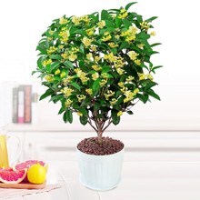 ļ𻨡  ֲ ̨҃ͥԺܵdB