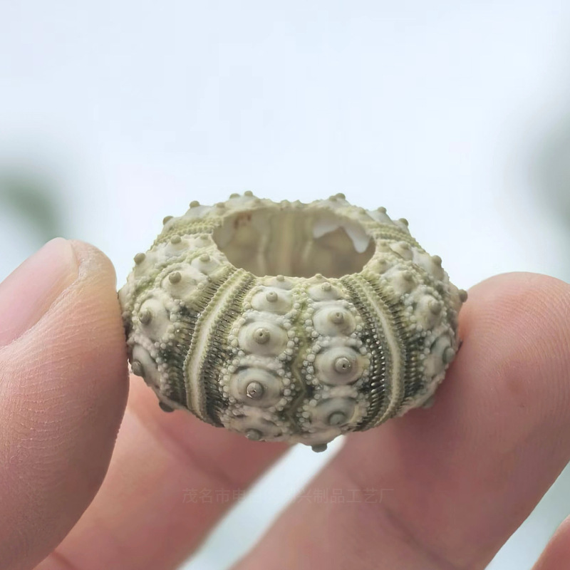 Green Pa Hailian Shell 2-3cm1