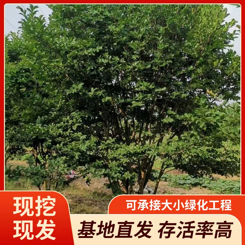 База поставщиков производителя оптом поставляет большое количество кластерной мореной магнолии и кластерной мореной магнолии, американской мореной магнолии с полным описанием и сортами.