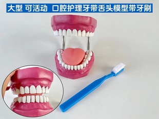 Oral Health Care dental model kindergarten teaching aids children's brushing toys dental demonstration structure
