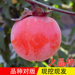 �������޽Ӽt���\���Ә���ͥԺ�������������Ϸ��Nֲ�������