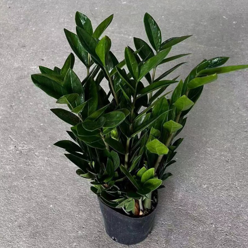 Money Tree Potted Plant 180 Plants Indoor Florals Living Room Evergreen All Year Round Easy to Grow Green Plants Big Money String to Make a Fortune