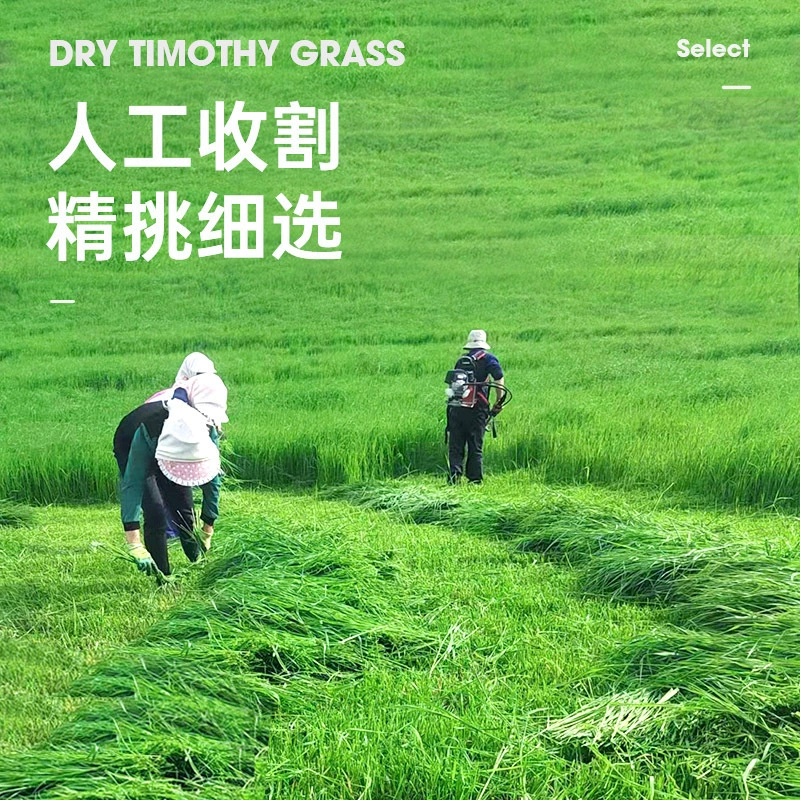 Питомник Sinian Fresh Cao Timorei Grass High Fiber Totoro Основная пища для кроликов зерно травяной травяной мох сухая трава