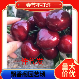 ����������ľ ��������̖��ľ�� �M�༪������ľ �޽ә���