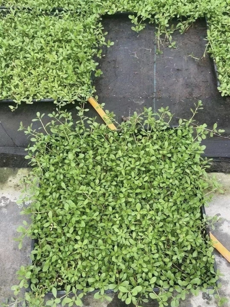 2412B 基地批发 姬岩垂草 50*30筛盆 草块 地被-阿里巴巴