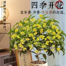 �ļ������Ԙ���������¼�����ʽ�辰�谫���Gֲ�����k����ֲ��