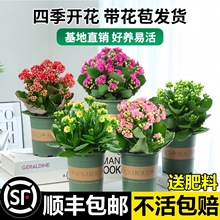长寿花盆栽重瓣金狐狸大花带花苞花苗四季室内开花好养的花卉植物
