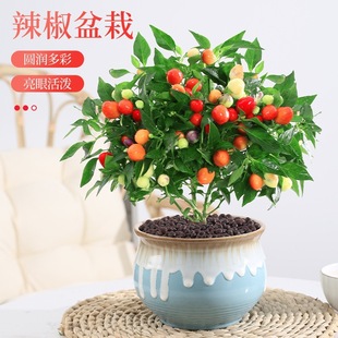 Colorful Pepper Potted Plants with Fruits Edible Colorful Pepper Plants Saplings Balcony Courtyard Planting Green Plants Balcony Potted Plants