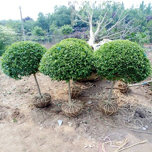 Dropshipping Small-Leaf Ligustrum Lollipop Shape Bonsai Tree Stump Cold-Resistant Sapling Courtyard House Four-Season Evergreen Plant