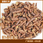 批发蒲公英根/蒲公英茶散装蒲公英根大货产地直供量大从优