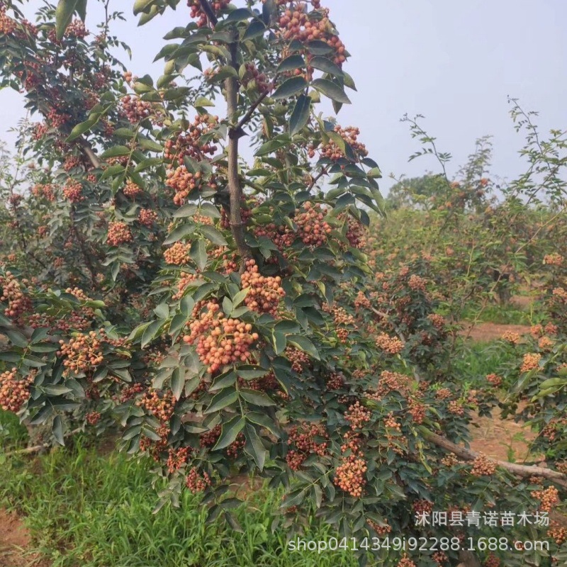 果园直销供应花椒树苗 大红袍 狮子头花椒苗花椒苗规格全价格实惠