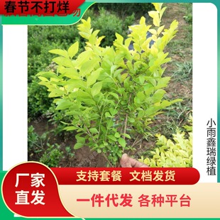 ���~Ůؑ����С�~Ůؑ���������ֲ�ﳣ�G��������ľͥԺ�G�hɫ�K