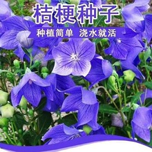 �{ɫ�۹����N�ӑ��⻨���Ѷ������׻�ݱ�����ͥԺ�̨�����˷N��