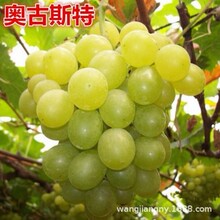 �W˹����Ů�׼t������ꖹ�õ��޷����ָ�{��ʯ���ٷNֲ�ͺ�����