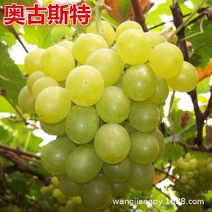 �W˹����Ů�׼t������ꖹ�õ��޷����ָ�{��ʯ���ٷNֲ�ͺ�����