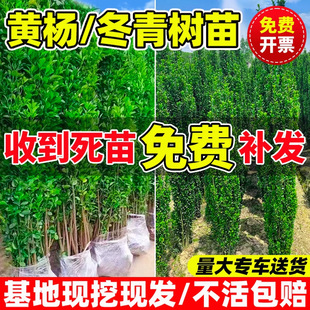 Holly Saplings French Upright Green Fence Courtyard Wall Plant Greening Seedlings Wholesale Clump Hokkaido Boxwood