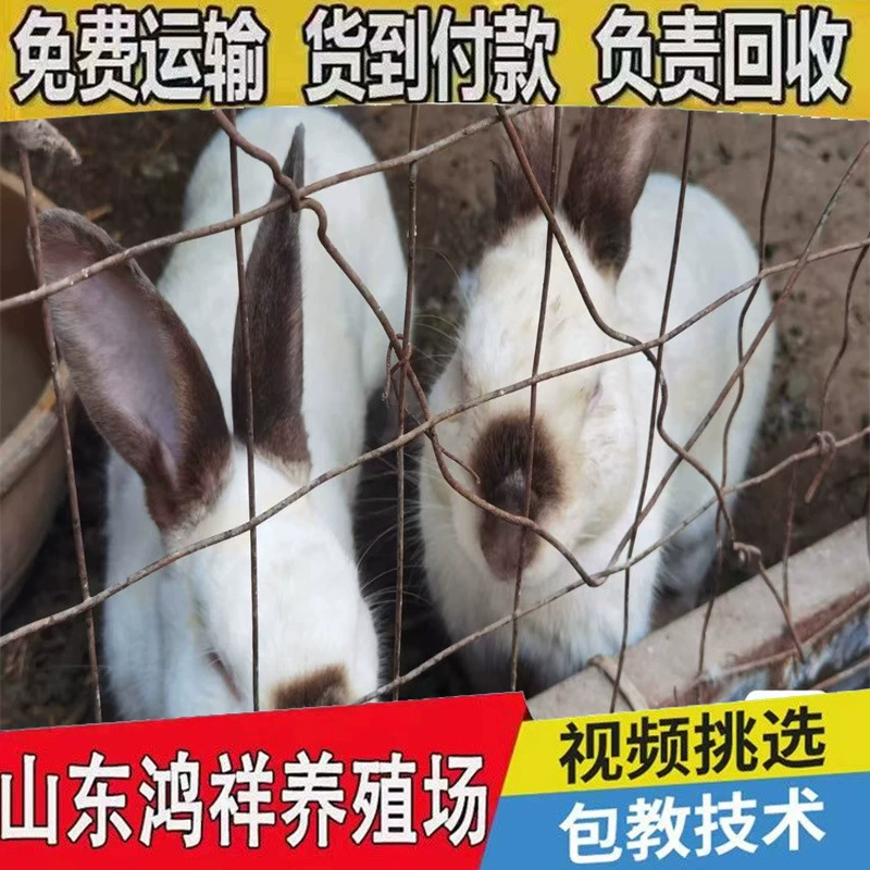 Мясной кролик породы Ира, стоимость разведения кроликов Хунсян, оптовая продажа восьмикорончатых черных кроликов, низкая цена, мясной кролик, высокая устойчивость.