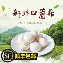 口蘑新鲜双孢菇网红烤口蘑现摘发货烧烤火锅时令蔬菜顺丰包邮