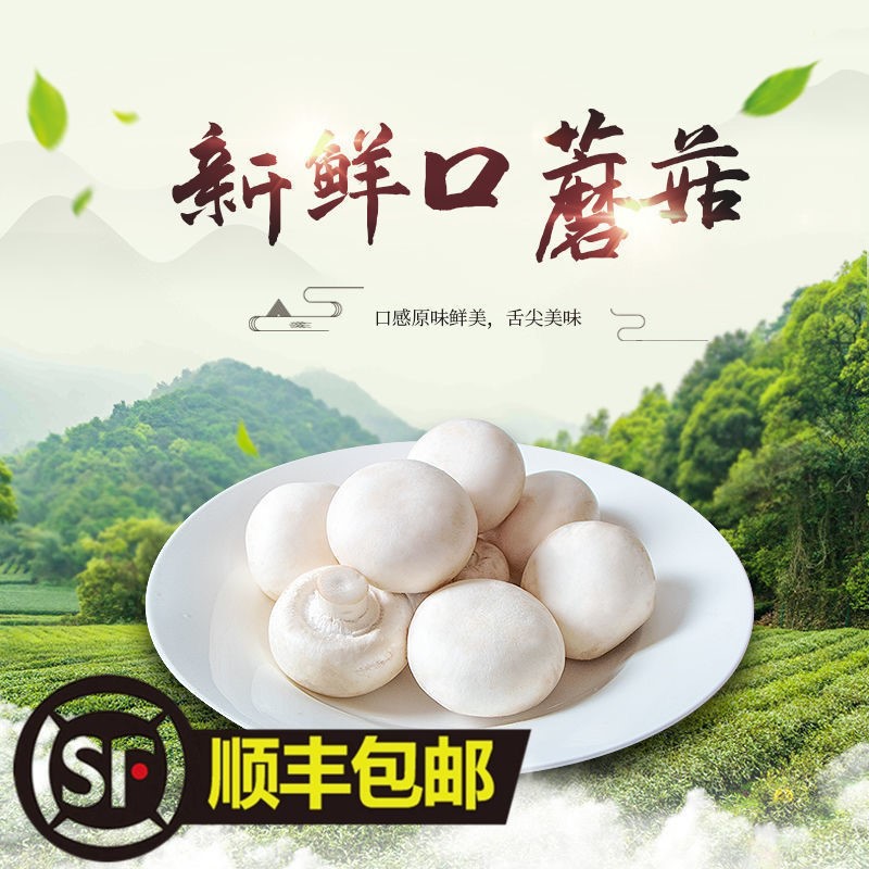 口蘑新鲜双孢菇网红烤口蘑现摘发货烧烤火锅时令蔬菜顺丰包邮