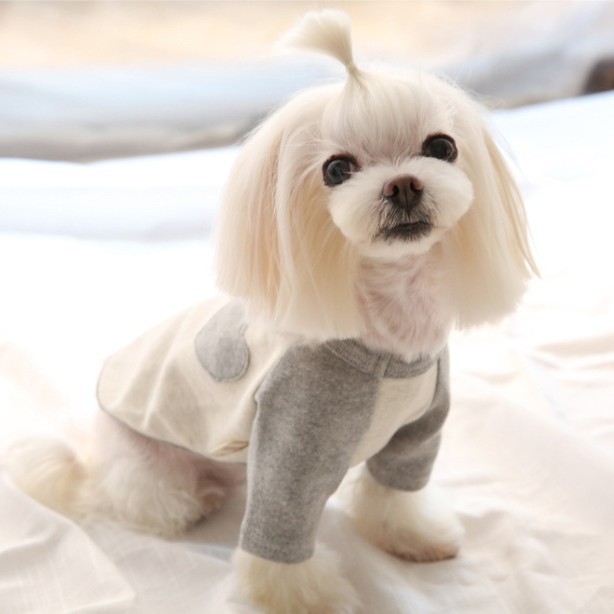 애완견 옷 테디 비숑 보미 요크셔 고양이 소형견 사랑의 자수 맨투맨 레깅스