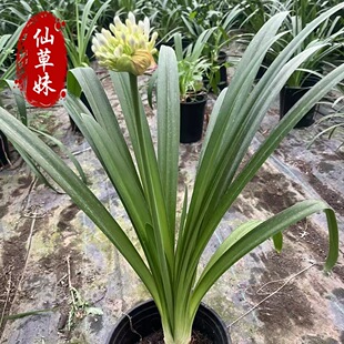 Agapanthus Potted Perennial Flower Mirror Plant Purple Clivia Seedlings Cold-Resistant and Heat-Resistant Dwarf Agapanthus