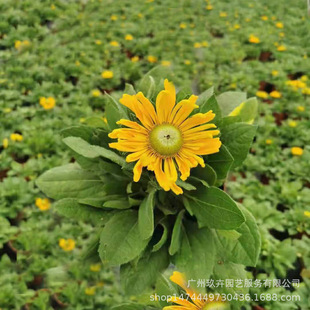 Cornflower Flower Viewing Plant Flower Viewing Ground Cover Seedlings Potted Perennial Root Plant Flower Mirror with Long Flowering Period