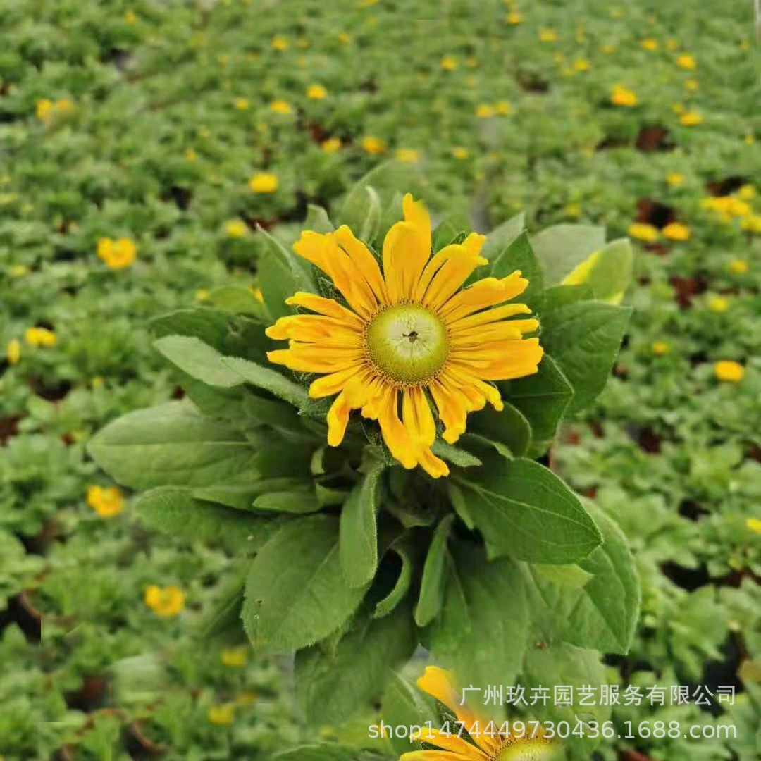 Хризантема цветущие растения Цветущие наземные саженцы горшечные многолетние растения цветочное зеркало с длительным периодом цветения