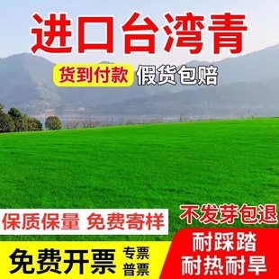 Taiwan No. 2 Grass Seeds, Lawn Seeds, Brome Dwarf Four-Season Green Seeds, Taiwan Grass Seeds, Taiwan Green Grass Seeds