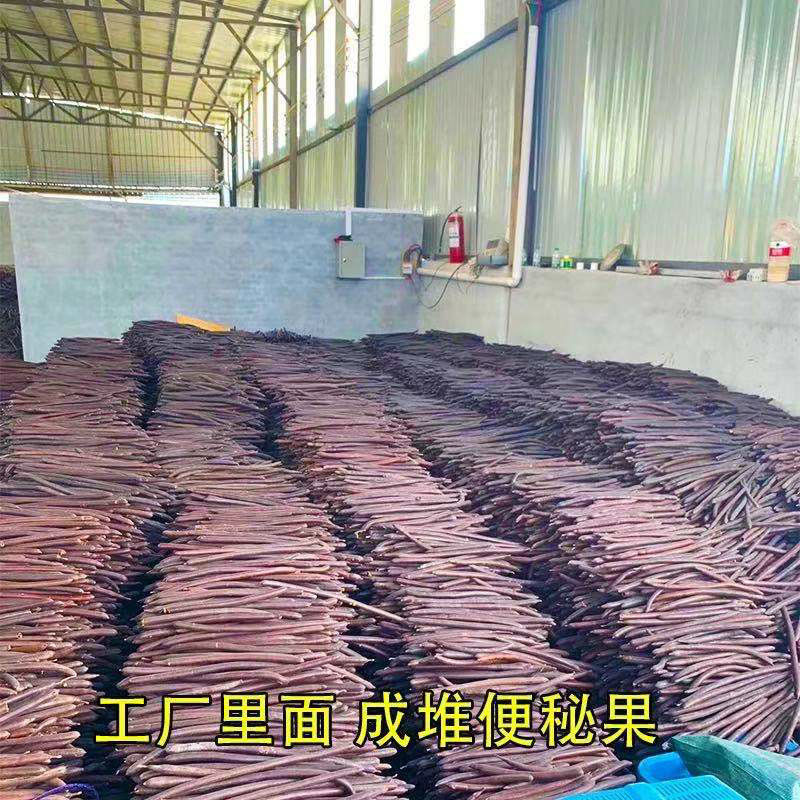 Bian Mi Gu Dried Cassia Fruit Pulp 500g Yunnan Da Jie Gu Traditional Herbal Fruit overview