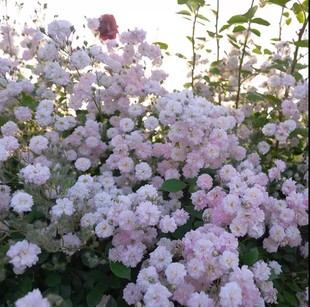 Breathing Perfume Breeze Perfume Flowering Machine Vine Potted Ground Planting Large Seedlings Disease-Resistant Rose Seedlings