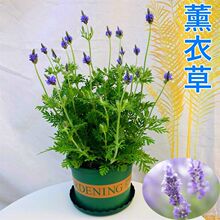 薰衣盆栽带花苞驱蚊室内多年生阳台开花植物四季好养庭院花卉