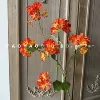 Geranium orange