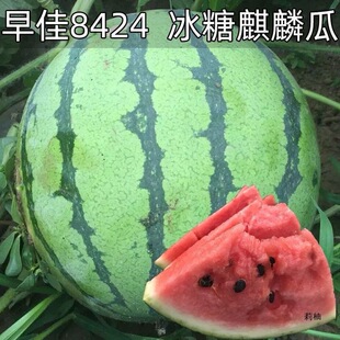 �������rˮ���Fժ�F�l8424���ϱ�Ƥ�����ϱ�������ϳ���ˮ�����]