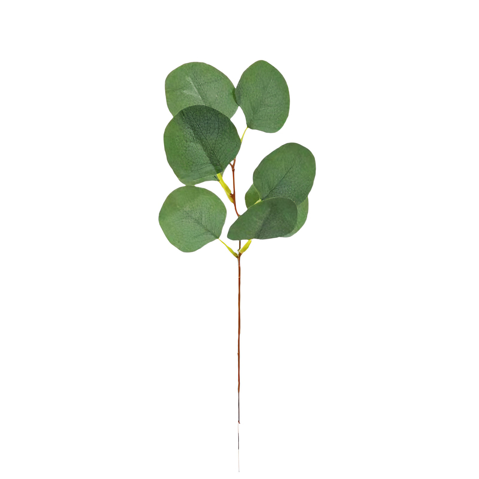 둥근 잎에는 열매가 없다