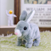 Gray rabbit