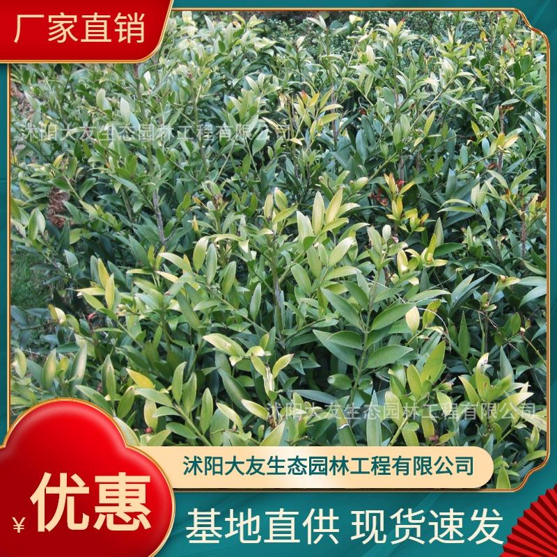 База оптом собственного производства саженцы бамбуковых кипарисов живописные места ландшафтный дизайн дорога сад инженерия Зеленые саженцы