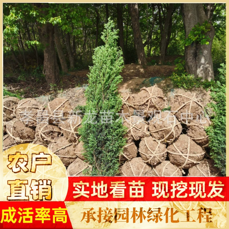 Сад кипарис рассада живая изгородь кипарис сторона кипарис оптом вечнозеленые водно-болотные угодья бесплодные защита склонов холма озеленение