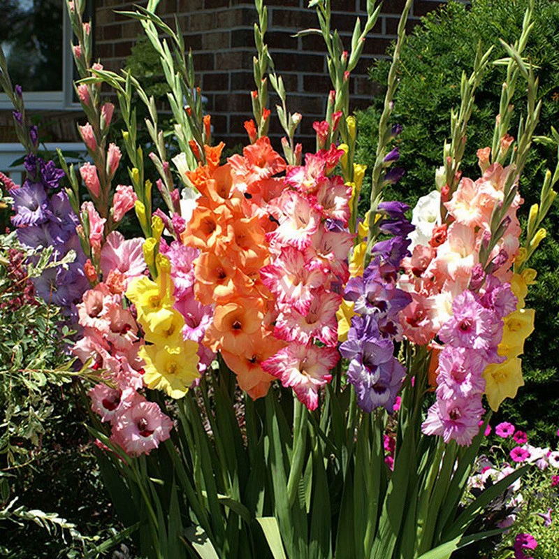 Виды Цветов Луковицы Горшечные Растения Цветы Гладиолус Семена Мяч Гладиолуса Комнатные Сорта В Горшке