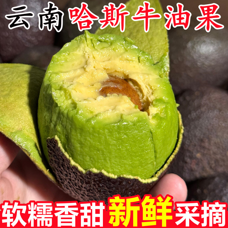 Yunnan Hass Avocado Fresh Fruit Pack, 15 Pieces, Ready-To-Eat for Pregnant Women, Seasonal Domestic Avocado Wholesale Whole Box Yunnan Hass Avocado Fresh Fruit Pack, 15 Pieces, Ready-To-Eat for Pregnant Women, Seasonal Domestic Avocado Wholesale Whole Box