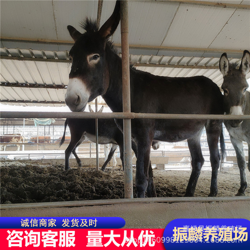 哪里有驴苗出售哪里的肉驴苗好肉驴驹价格一头驴苗价格