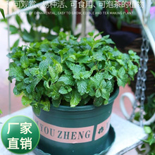 种子公司批发香草类食用盆栽薄荷种子四季阳台驱蚊草花薄荷种籽