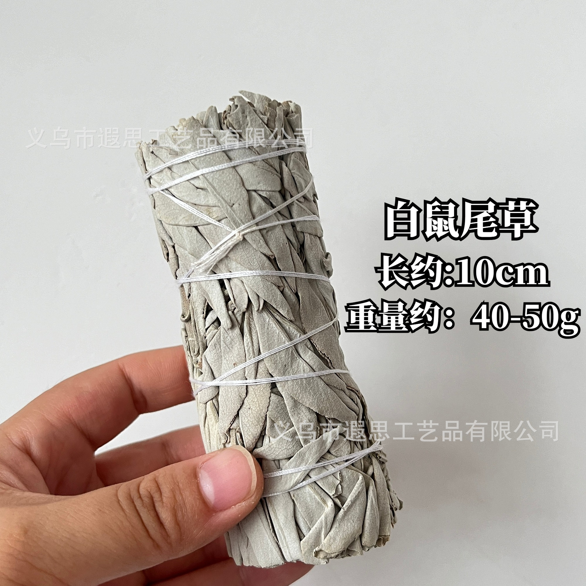 ホワイトセージ（10cm、約40～50g）