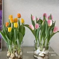 Полная коллекция растений производителя, цветущих для кормления зеленых растений в гидропонике, горшечных цветов, тюльпанов, ароматов круглый год, гостиная, трансграничная Суда