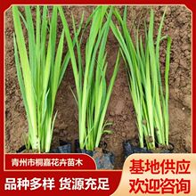 基地供应水生鸢尾各种水生植物公园河道绿化黄菖蒲黄花鸢尾苗木