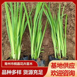 �Sβ�S����ˮ�����ܹ��@��ؾG��ˮ��ֲ�﹤����ˮ���Sβ���ݻ���