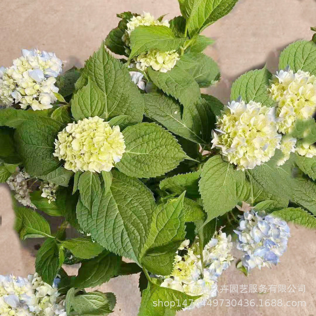Бесконечное летнее растение для просмотра цветов гортензии в горшке домашний балкон Парк двор просмотр цветов устойчив к поднятию устойчив к размещению настольные зеленые растения