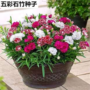 ���ʯ�񻨷N���ļ��̨�����׻�횰�ʯ����ʯ������ʯ���ﲥ